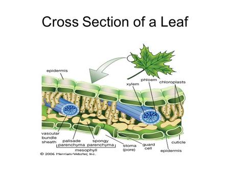 Cross Section of a Leaf. Leaf Parts Stoma (stomata) – small pores that act as a doorway for gases involved in photosynthesis (found mainly on the underside.