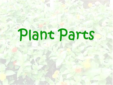 Plant Parts. Public Parts flower leaf stem What important part cannot be seen?