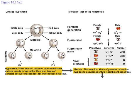 Parental generation F 1 generation F 2 generation males Meiosis I Meiosis II w w w+w+ w+w+ y+y+ y+y+ yy PhenotypeGenotypeNumber FemaleMale FemaleMale X.