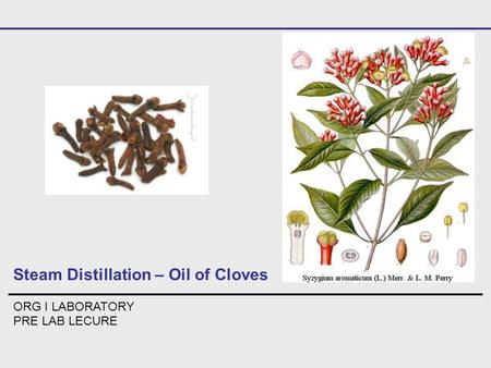 Steam Distillation – Oil of Cloves