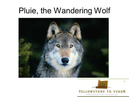 Pluie, the Wandering Wolf. Epic Journey Conservation Biology Design, Restoration Ecology, & Pop Dynamics Definition History & Connections Biodiversity.