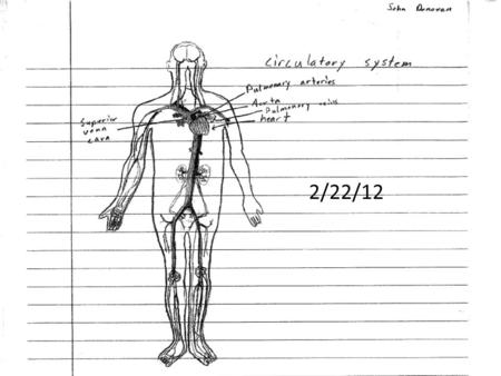 2/22/12. The function and importance of the circulatory system. Transportation of materials. Contains cells that fight infection. Helps stabilize the.