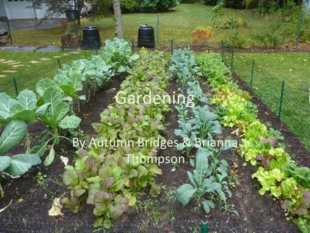 Gardening By Autumn Bridges & Brianna Thompson. Action Plan To make Blue Valley West as well as the rest of our community a better place we plan to plant.