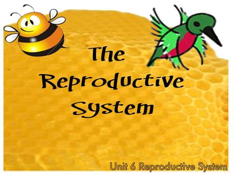 The REPRODUCTIVE System