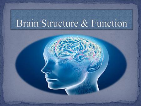 Lobes of the brain (forebrain) Midbrain/ Hindbrain Protection and Blood Supply Structure and Functions of a Neuron Synaptic Transmission Neurotransmitters.