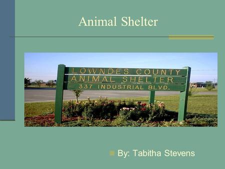 Animal Shelter By: Tabitha Stevens. Cleaning Cat Cages Clean out newspapers Place new newspapers in cage Place fresh food, water, and litter.