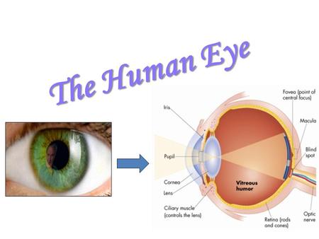 The Human Eye.