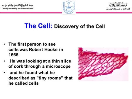 The Cell: Discovery of the Cell The first person to see cells was Robert Hooke in 1665. He was looking at a thin slice of cork through a microscope and.