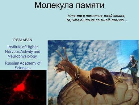 Молекула памяти P.BALABAN Institute of Higher Nervous Activity and Neurophysiology, Russian Academy of Sciences Что-то с памятью моей стало, То, что было.