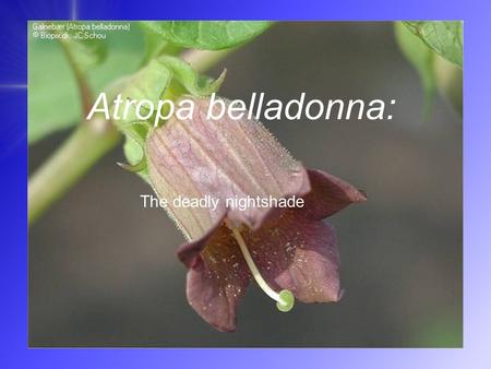 Atropa belladonna: The deadly nightshade. Taxonomy Kingdom: Plantae Class: Magnoliophyta Order: Solanales Family: Solanaceae Genus: Atropa Species: A.