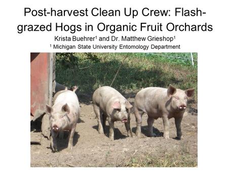 Post-harvest Clean Up Crew: Flash- grazed Hogs in Organic Fruit Orchards Krista Buehrer 1 and Dr. Matthew Grieshop 1 1 Michigan State University Entomology.