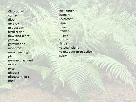 Chlorophyll conifer dicot embryo endosperm fertilization flowering plant gamete germination monocot non-flowering plant nonvascular plant ovary petal phloem.