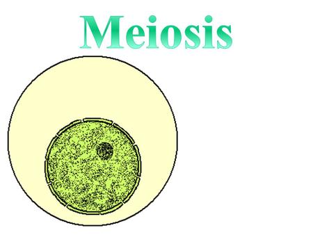 Defined: Process where the chromosome number is reduced by half Gametes created (egg & sperm) End Result: Four Haploid Cells.