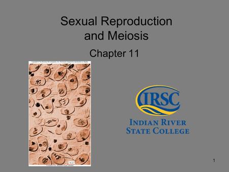 Sexual Reproduction and Meiosis