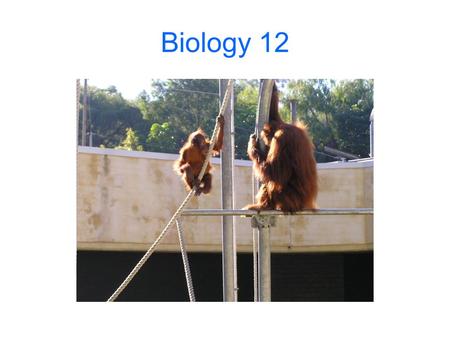 Biology 12. Inheritance Organisms inherit characteristics from their parents Characteristics are controlled by DNA In asexual reproduction, organisms.