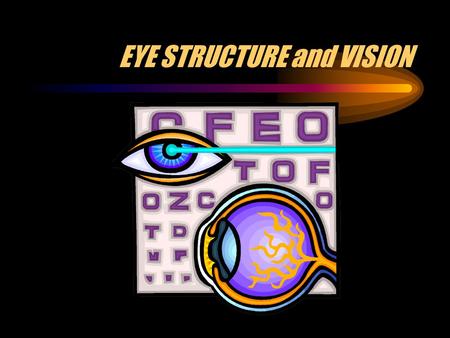 EYE STRUCTURE and VISION GENERAL FACTS ABOUT THE EYE Is a sphere about 1 inch in diameter (about 2.5 cm.) Is protected by the orbital socket of the skull.