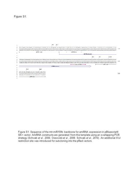 Figure S1: Sequence of the mtr-miR159b backbone for amiRNA expression in pBluescriptII SK+ vector. AmiRNA constructs are generated from this template using.