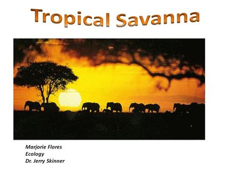 Marjorie Flores Ecology Dr. Jerry Skinner. It’s also known as tropical grassland, because of the tall grass and scattered trees. Wet and dry climates.