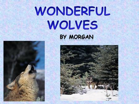 Do you know about wolves? Well you are about to learn about them. Read my report, and it will tell you about them. In this report I will tell you about.