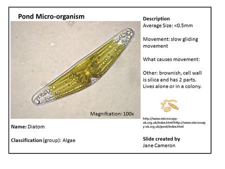 Paste photo here Name: Diatom Classification (group): Algae Pond Micro-organism Description Average Size: 