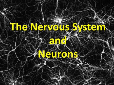 The Nervous System and Neurons Is this even possible? Why or why not?