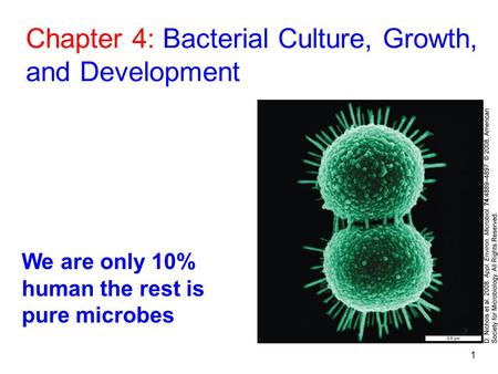 1 Chapter 4: Bacterial Culture, Growth, and Development We are only 10% human the rest is pure microbes.