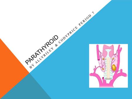 PARATHYROID BY ALLYRILEY & CODYPRICE PERIOD 7. WHERE The parathyroid is located in the neck. Located behind the thyroid gland Everyone has four parathyroid.