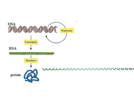 Two parts to successful model building BUILDING TOOLS –how to use Coot –Initiate trace of protein chain (“Place helix here”) –Test sidechain assignments.