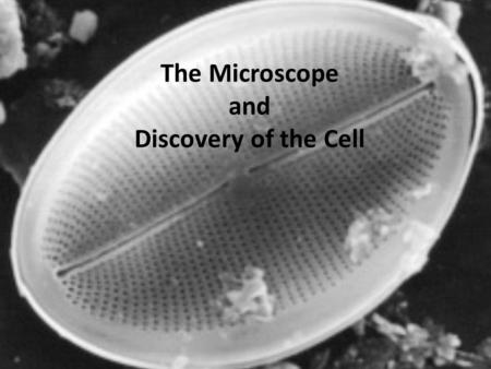 The Microscope and Discovery of the Cell. The Microscope An understanding of cells and the ultrastructure of cells had to wait until objects so small.