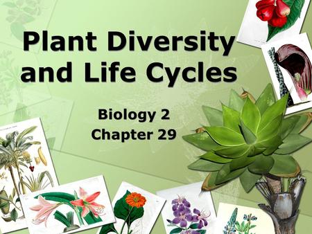 Plant Diversity and Life Cycles