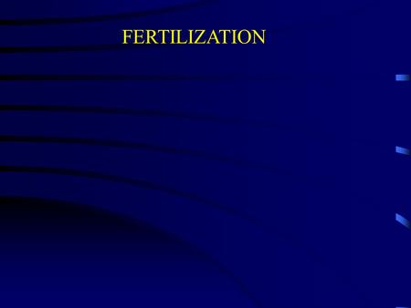 FERTILIZATION. Fertilization What are the factors that affect the sperm’s potential for successfully fertilizing the egg? The process by which the sperm.