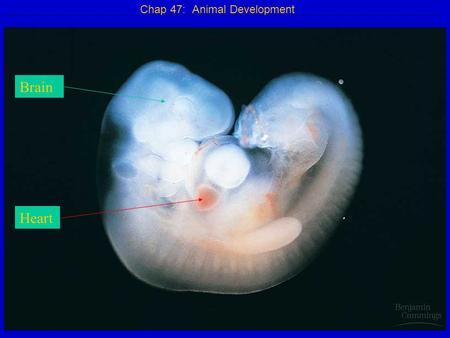 Chap 47: Animal Development