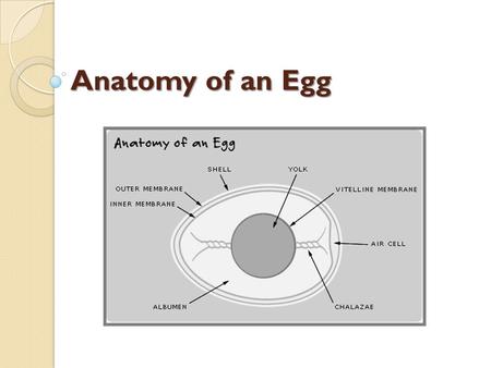 Anatomy of an Egg. Shell Bumpy and grainy in texture. An eggshell is covered with as many as 17,000 tiny pores. It is a semi-permeable membrane, which.