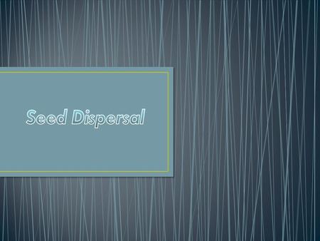 What is seed dispersal ???  Seed dispersal is the movement of transport of seeds away from the parent plant  Plant have limited mobility and consequently.