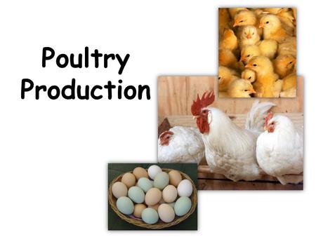 Poultry Production.