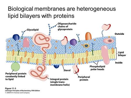 Biological membranes are heterogeneous lipid bilayers with proteins