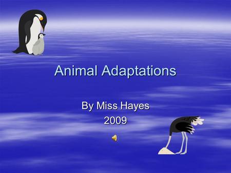 Animal Adaptations By Miss Hayes 2009.