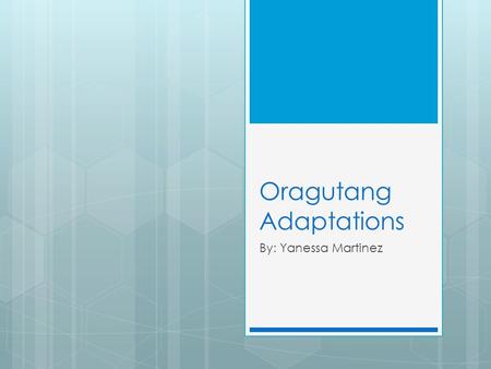 Oragutang Adaptations By: Yanessa Martinez. The Cause Of Death Lots of Orangutans are dying because people are eating them also diseases from humans are.