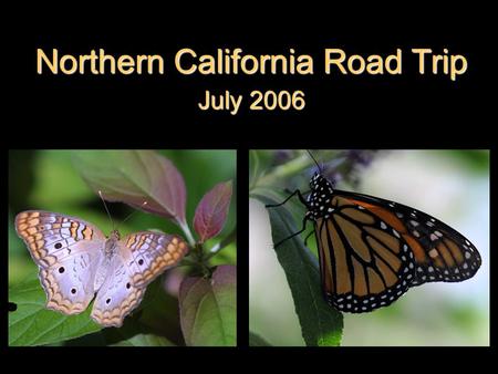 Northern California Road Trip July 2006. Top of Mt Lassen.