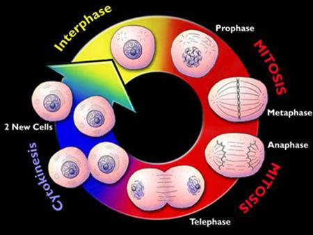 Student Goals Explain the purpose of cell division