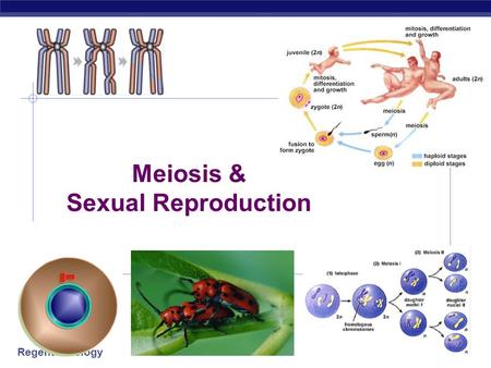 Meiosis & Sexual Reproduction