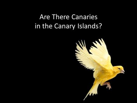 Are There Canaries in the Canary Islands?. Where Are The Canary Islands? First, locate the continent of Africa on the map. Now look for the northwest.