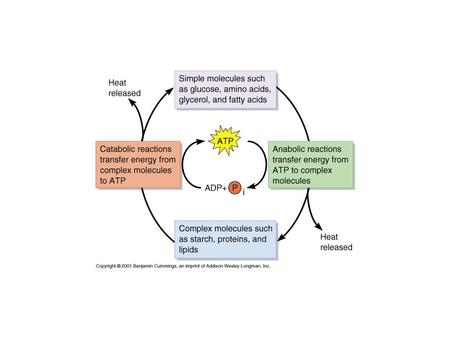 Metabolism A cell is a miniature factory A large number of Chemical reactions are occurring A (reactants) + B (reactants) ----> C (products) Chemical.