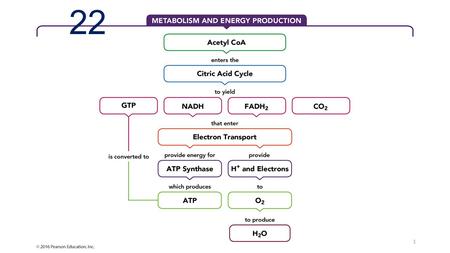 22 1. 2 2 x C 3 2 x C 2 Cytosol Glucose pyruvate 2 x CO 2 4 x CO 2 glycolysis 1 x C 6 Mitochondrion pyruvate 3 CO 2 CAC 3.