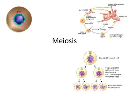 Meiosis.