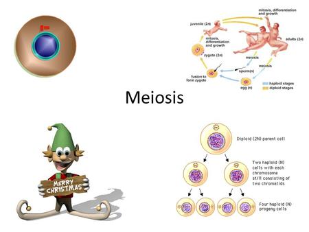 Meiosis.