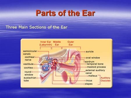 Parts of the Ear Three Main Sections of the Ear.