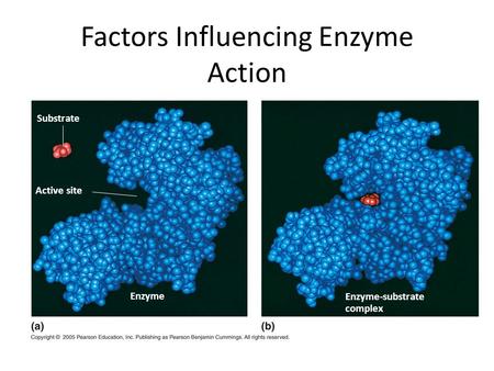 Factors Influencing Enzyme Action