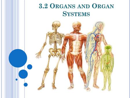 3.2 O RGANS AND O RGAN S YSTEMS. H OOK ( VIDEO )