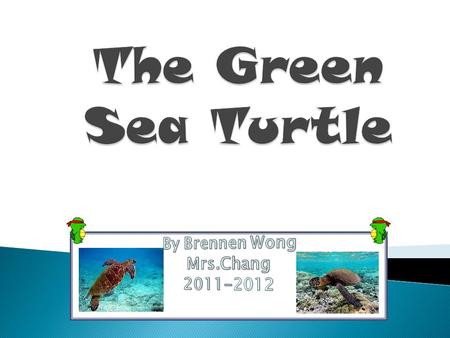 Status  Green Sea Turtles are endangered.  There is less than 1000 Green Sea Turtles remaining on Earth. There use to be over 6000 million Green Sea.